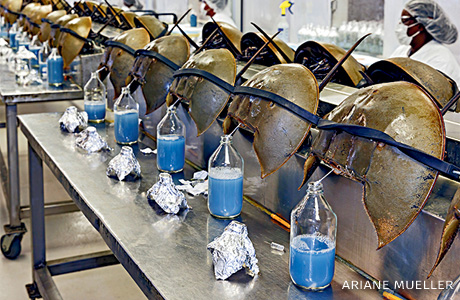 An image of horseshoe crabs bleeding at a lab facility.