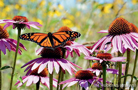 An image of a monarch butterfly on a purple coneflower.