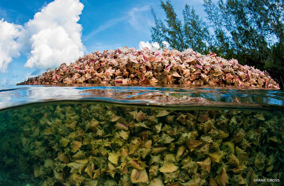 An image of a queen conch fishery.