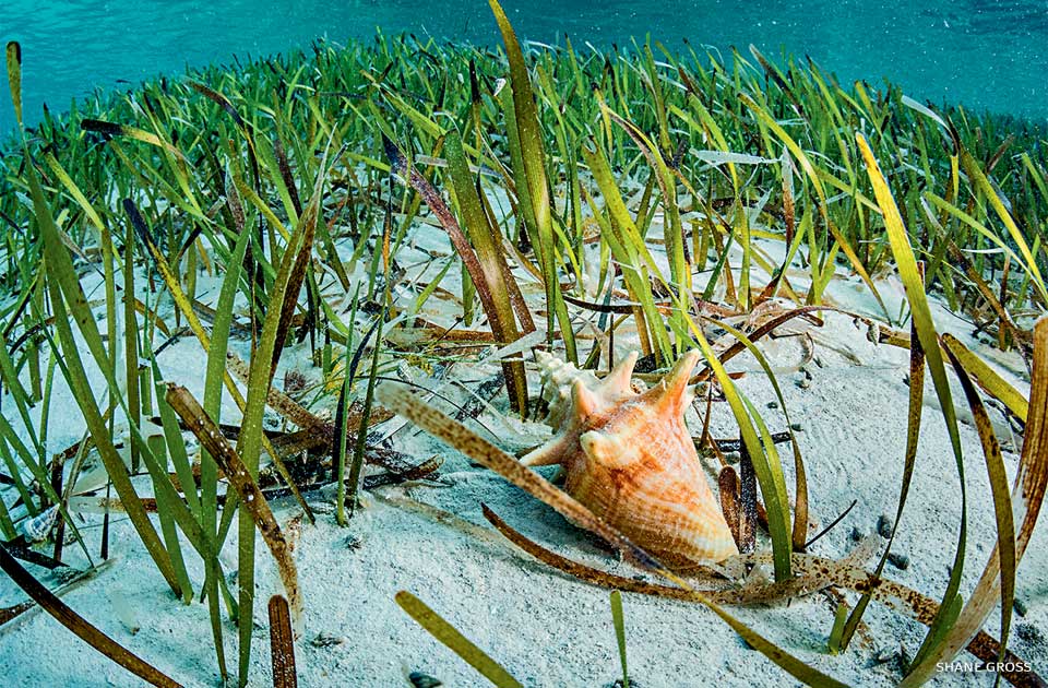 An image of a juvenile queen conch feeding on algae.