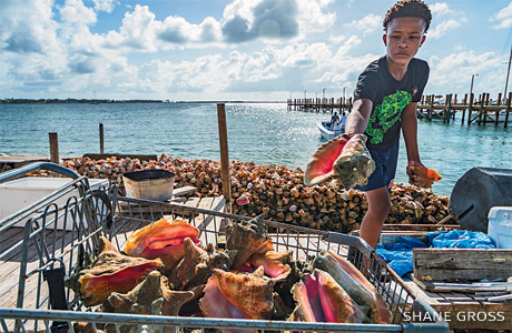 An image of a young man tossing conch into an old shopping cart.