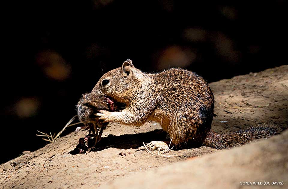 An image of a juvenile California ground squirrel eating a California vole.