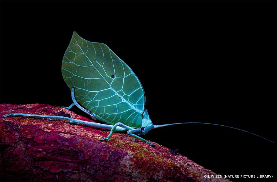An image of a leaf-mimicking katydid displaying UV fluorescence at night.