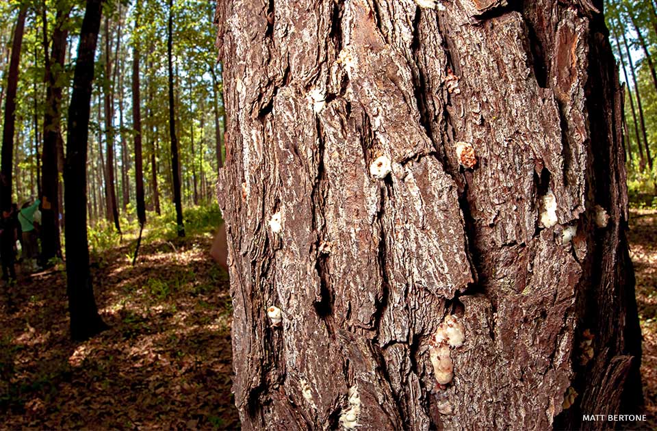 An image of loblolly pine resin flows.