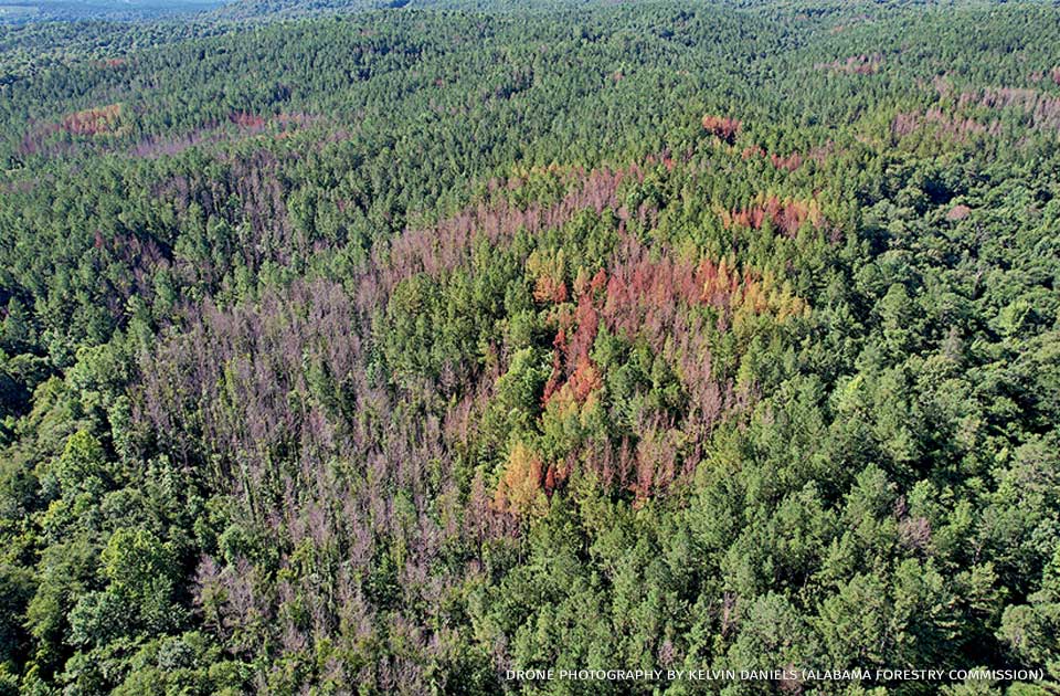 An aerial image of public land in eastern Elmore County in Alabama.