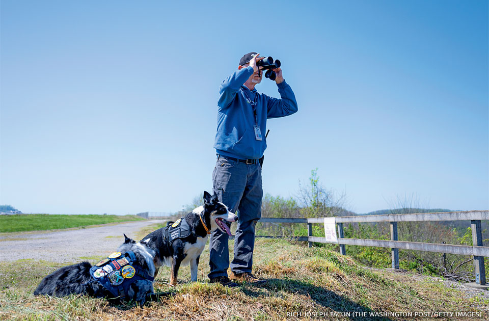 An image of two dogs, Hercules and Ned, waiting for a command from wildlife specialist Chris Keyser.