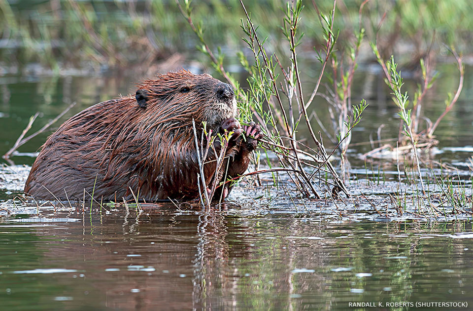 An image of a beaver chewing on a reed in a pond.