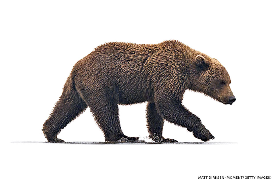 An image of an Alaskan coastal brown bear.