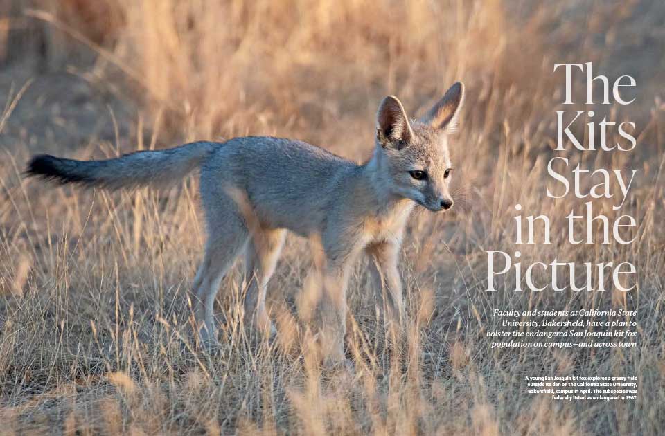 A magazine spread containing text and an image of young kit fox exploring a grassy field.