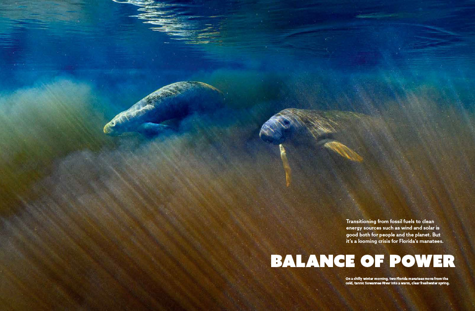 A magazine spread containing text and an image of a pair of Florida manatees migrating.