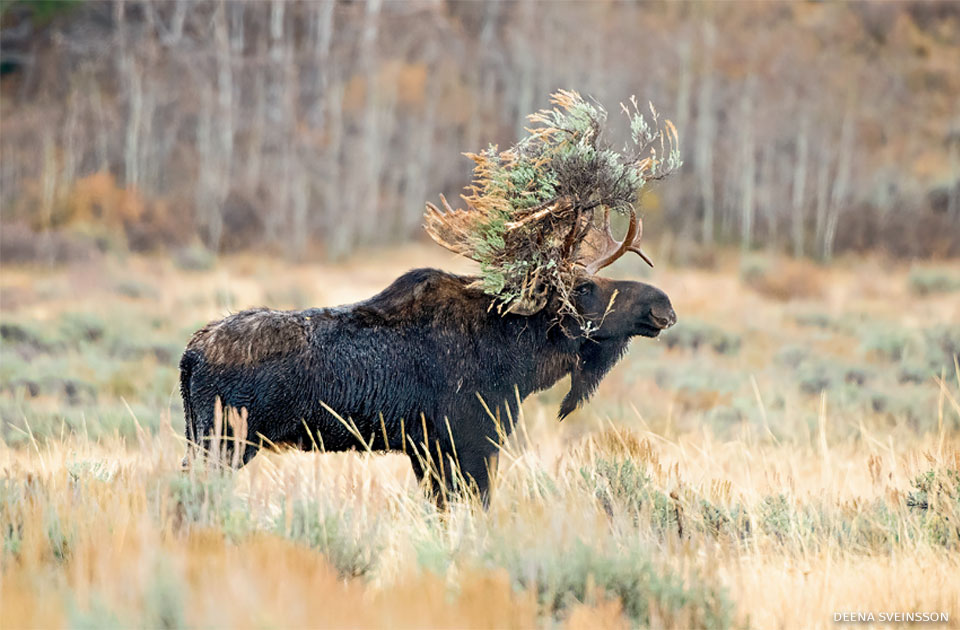 An image of a bull moose.