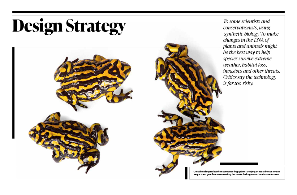 A magazine spread containing text and an image of Southern corroboree frogs.