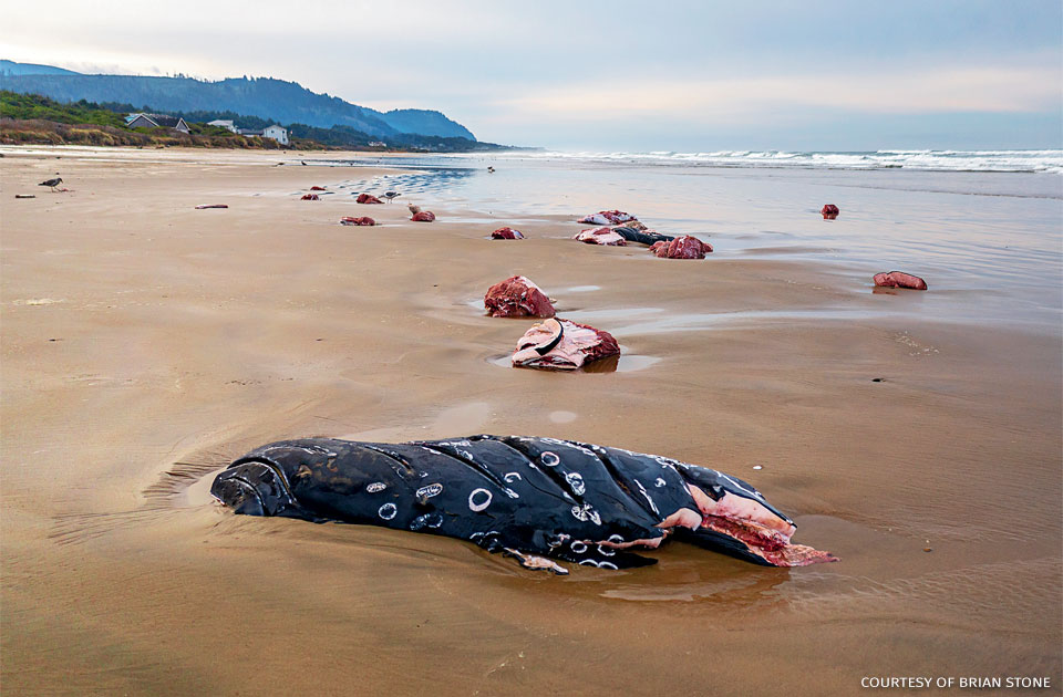 An image of remains of juvenile humpback whale on a beach.
