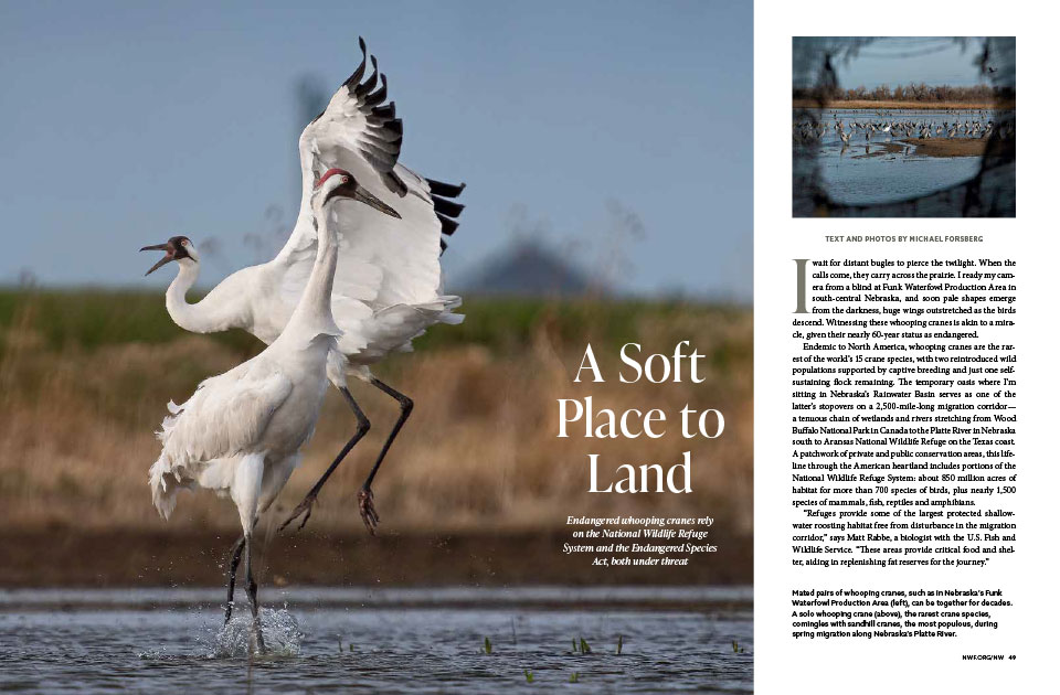 A magazine spread containing text and an images of whooping cranes.