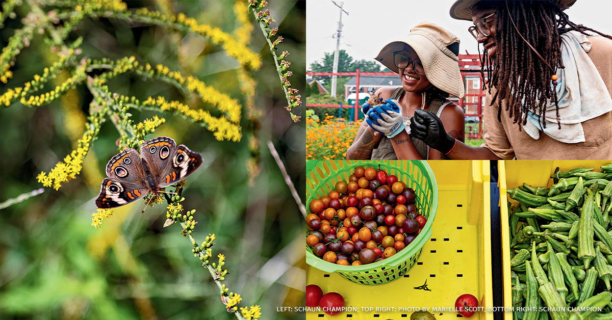 A collage of images from the Baltimore Gardens article in Spring 2026 of National Wildlife magazine.