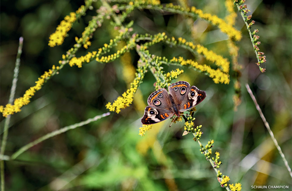 An image of a common buckeye on goldenrod.