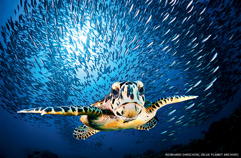An image of a hawksbill sea turtle.