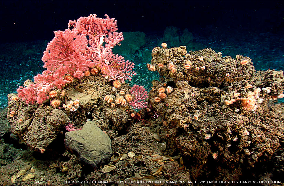 An image of corals on hard substrate.