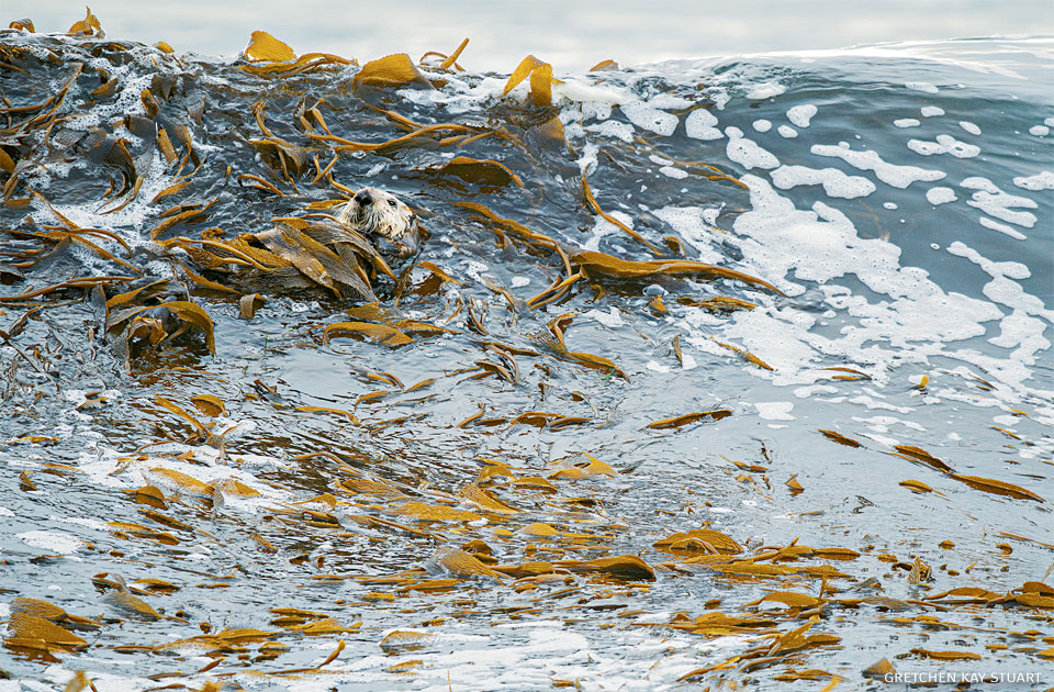 An image of a southern sea otter in a kelp bed.