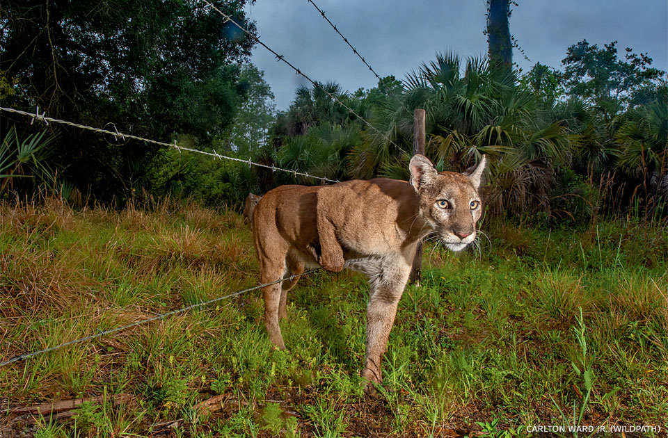 An image of a Florida panther stepping through a barbed wire fence.