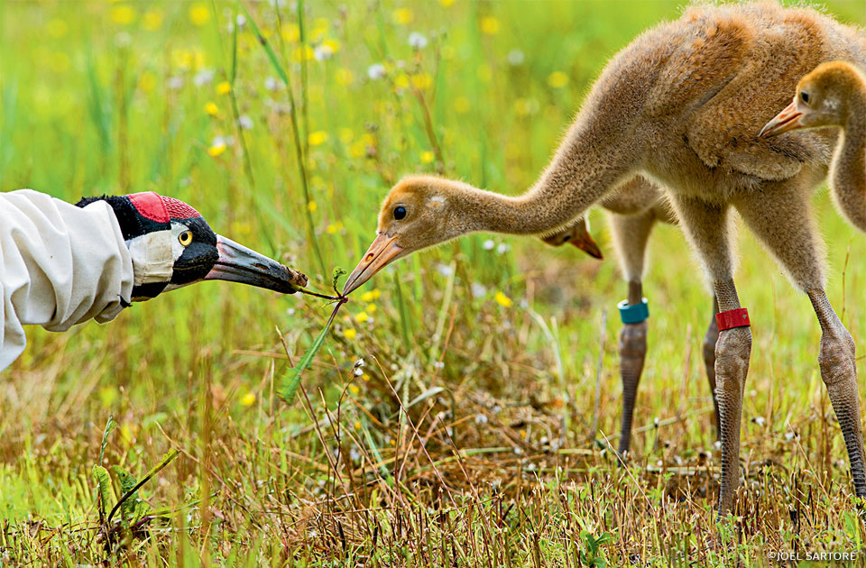 An image of a costumed biologist teaching whooping crane chicks how to forage for food.