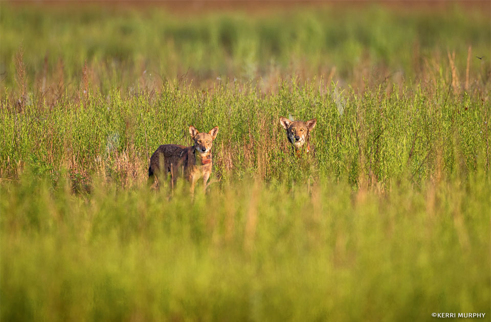 An image of red wolf siblings.