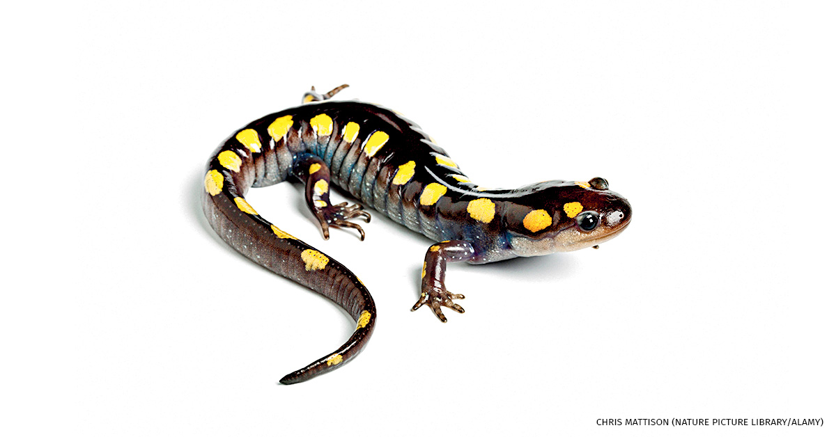 An image of a spotted salamander.
