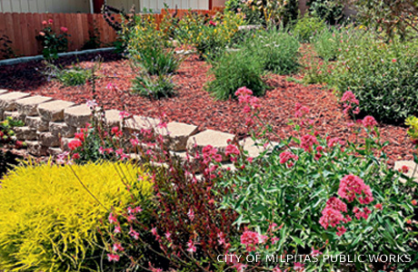 An image of a garden with mulch and drought tolerant plants.