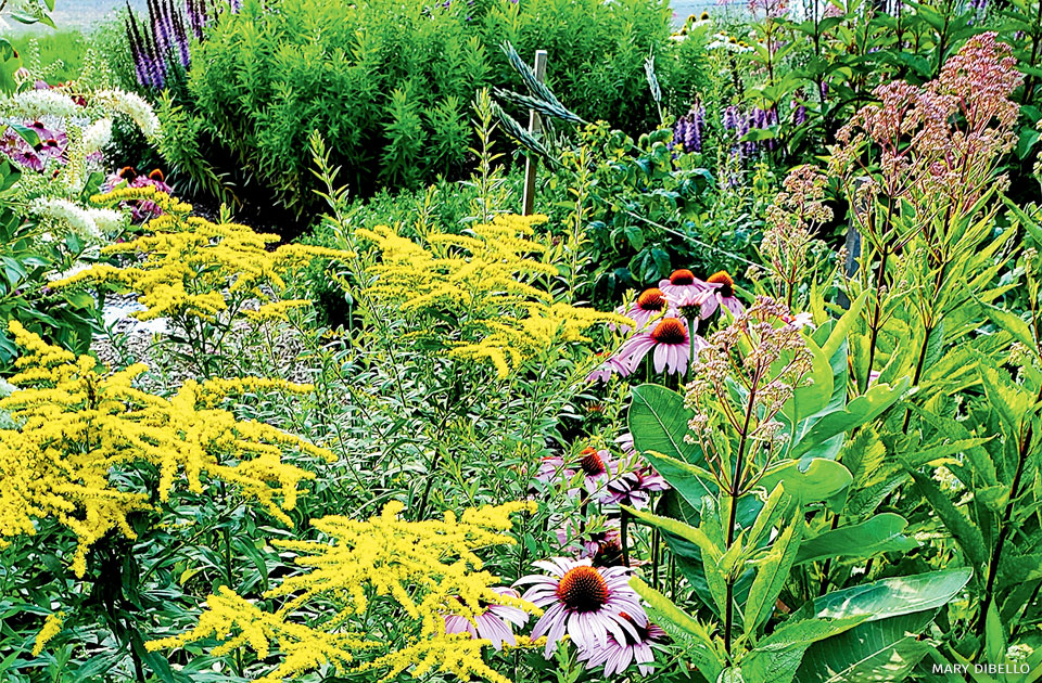 An image of native plants at Monarch Waystation and Pollinator Garden.