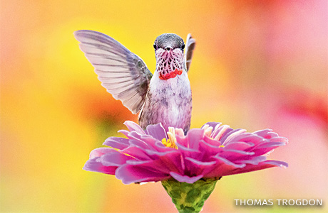 An image of a juvenile male ruby-throated hummingbird.