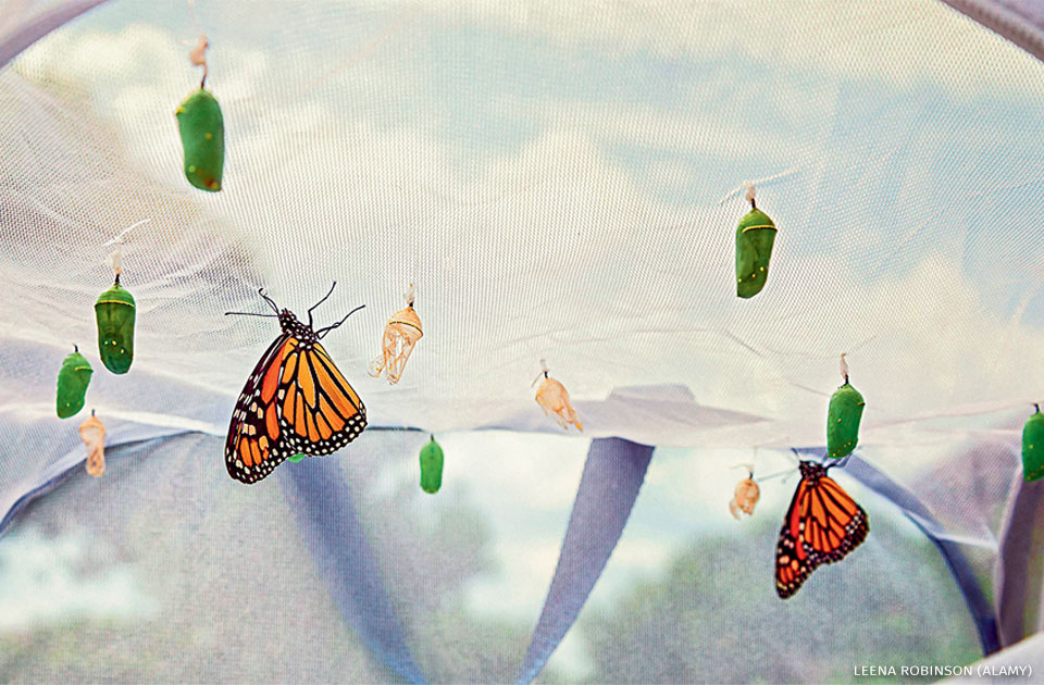 An image of monarch butterflies emerging from chrysalises in a butterfly raising habitat.