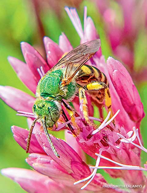 An image of a sweat bee on Joe-pyeweed.