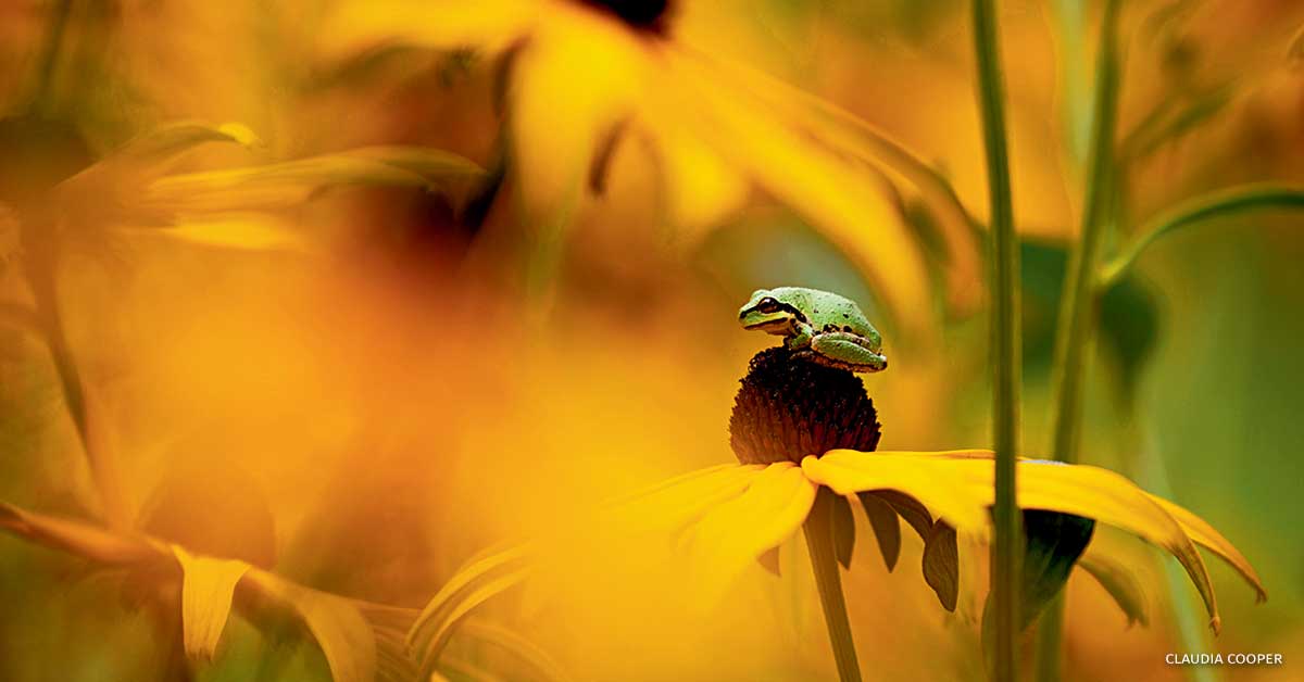 An image of a Pacific chorus tree frog sitting atop a rudbeckia blossom.