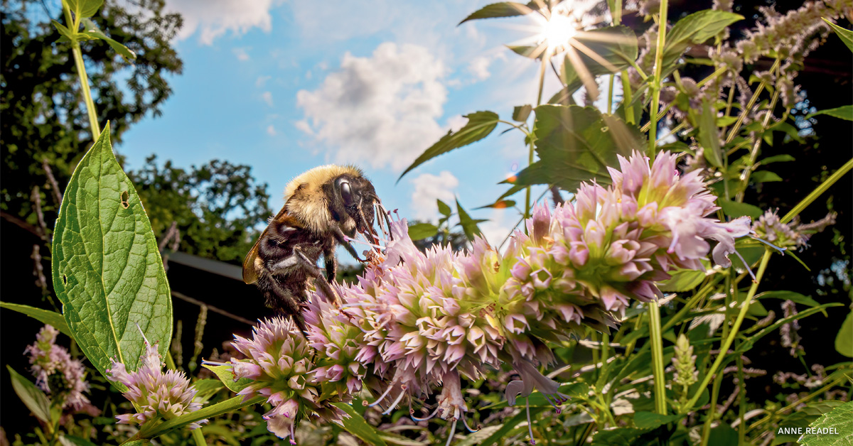 An image of a lemon cuckoo bumble bee gyne feeding on anise hyssop.