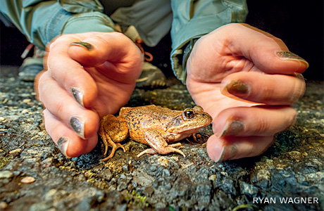 An image of a red-legged frog about to be caught as it crosses the road.
