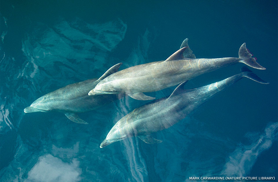 An image of a common bottlenose dolphin.