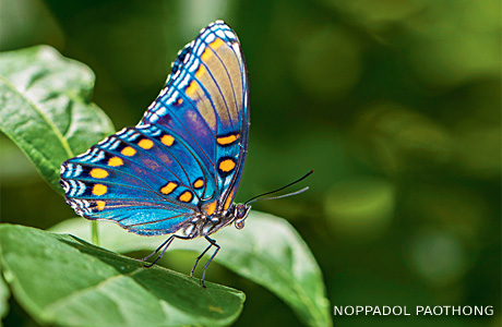 An image of a red-spotted purple.