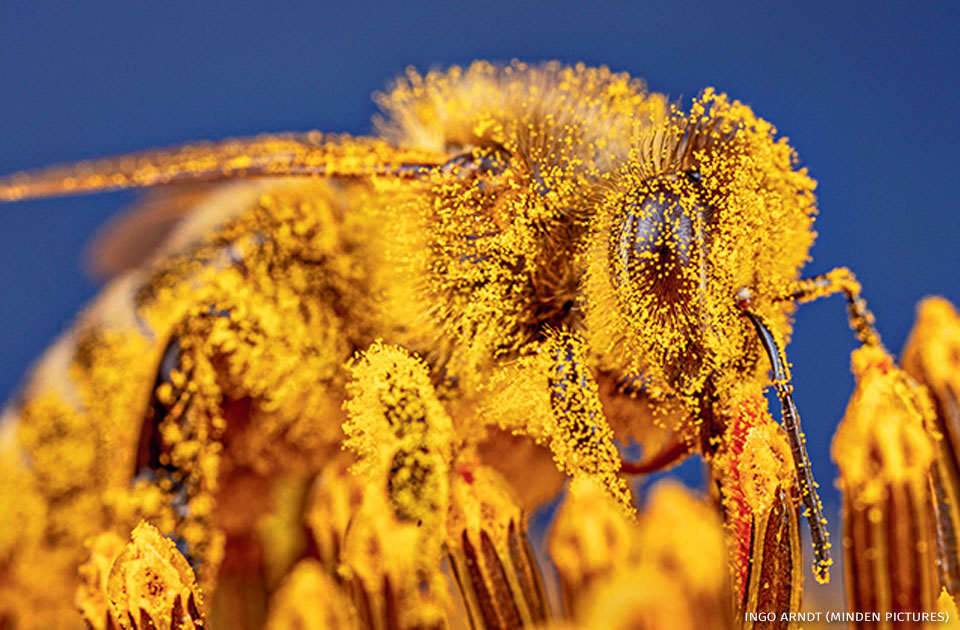 An image of a honey bee covered in pollen on a sunflower.