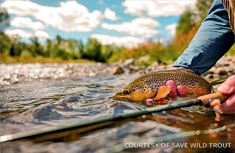 An image of an angler releasing a wild brown trout.