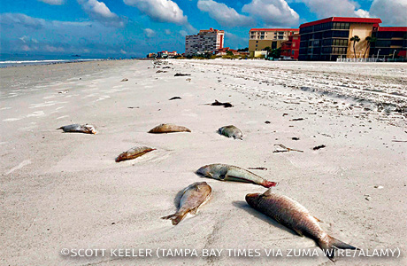 An image of dead fish as a result of a Red Tide.