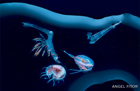An image of an assortment of plankton forms.