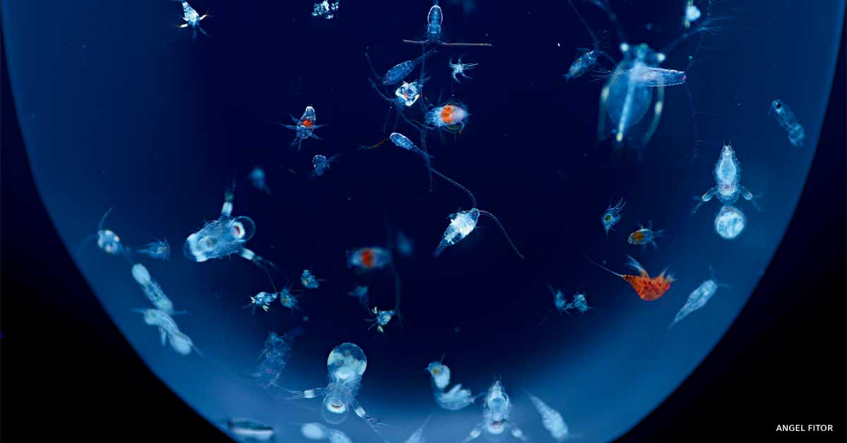 An image of an assortment of plankton forms suspended in a droplet of sea water.