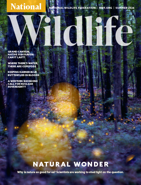 The front cover of National Wildlife's Summer issue containing text and an image of a synchronous firefly population.