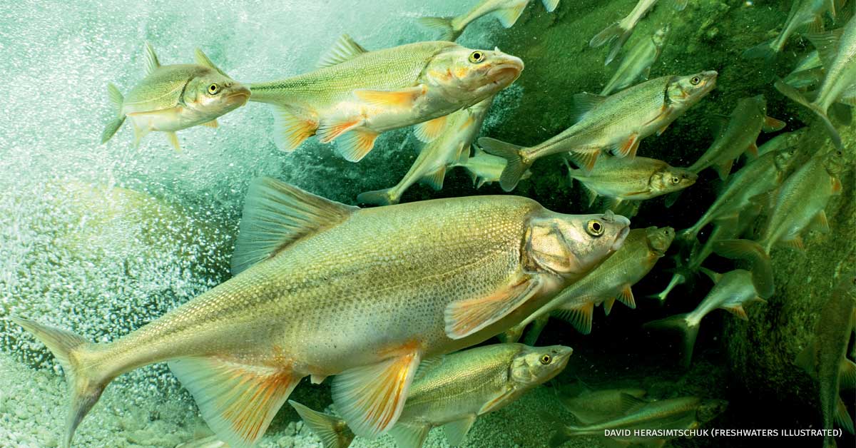 An image of a school of humpback chub foraging on a drift beneath a waterfall.