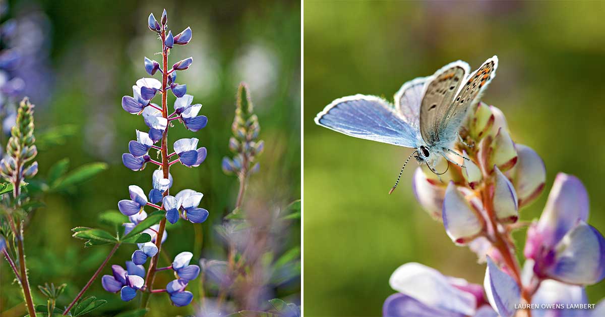 A collage containing an image of a sundial lupine blooming and a Karner blue butterfly climbing on a sundial lupine.