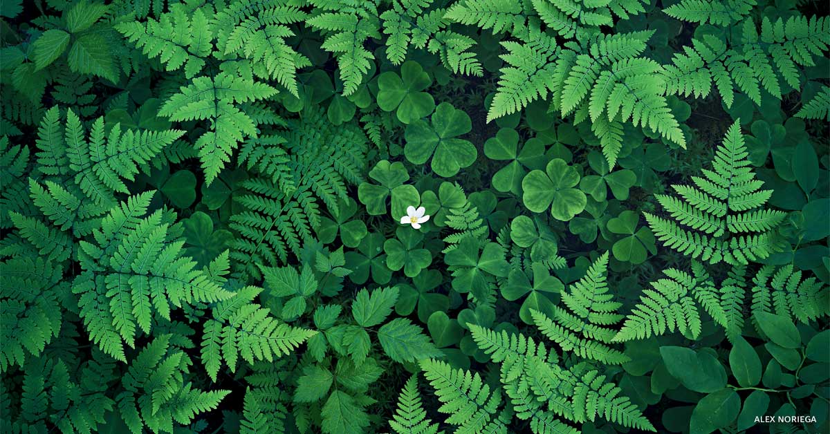 An image of Pacific oak ferns forming a circle of protection around a redwood sorrel bloom.