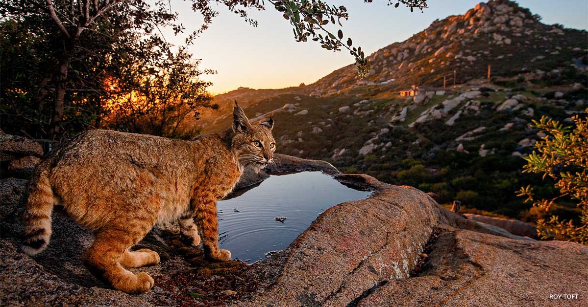 An image of a bobcat.