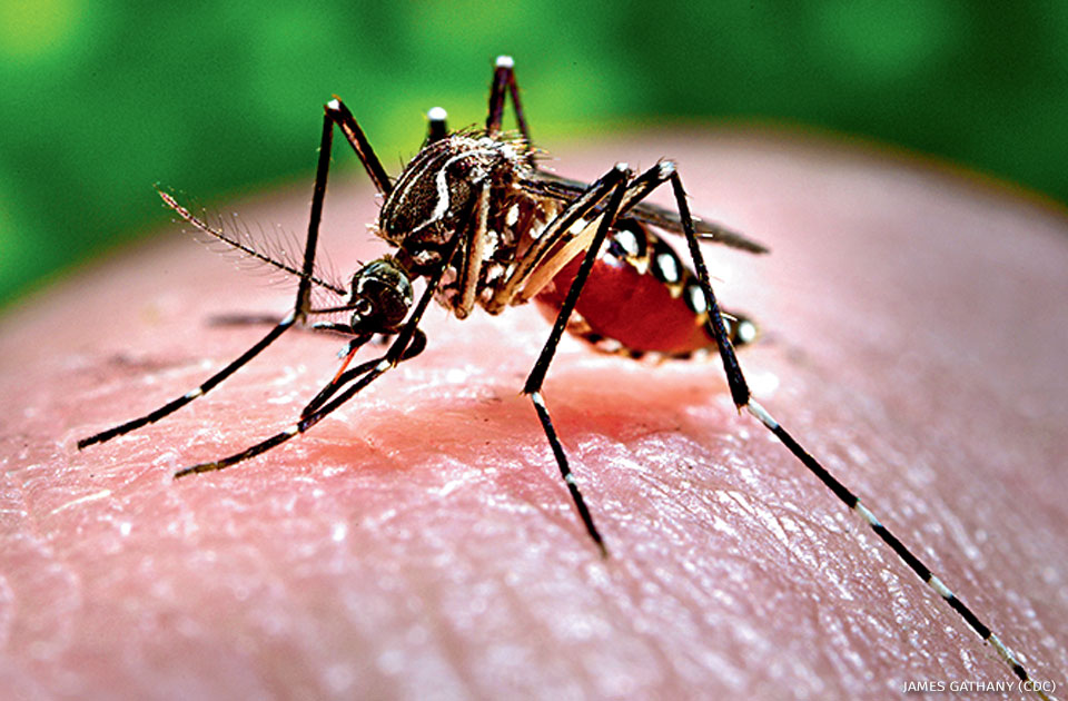 An image of a mosquito.