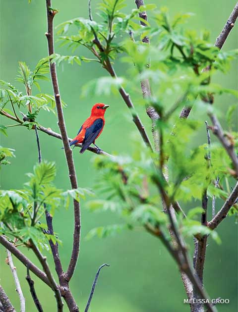 An image of a male scarlet tanager among trees.
