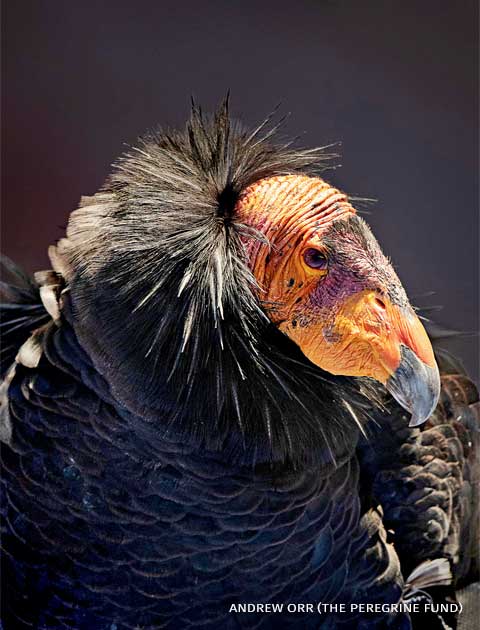 An image of an adult condor.